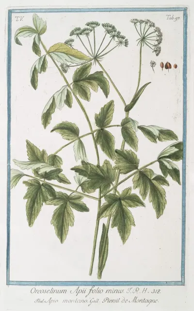 Oreoselirum Apii Folio Minus Apio Montamo Persil De Montagne Montain Parsley