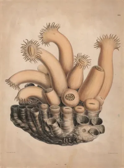 Organisms 2