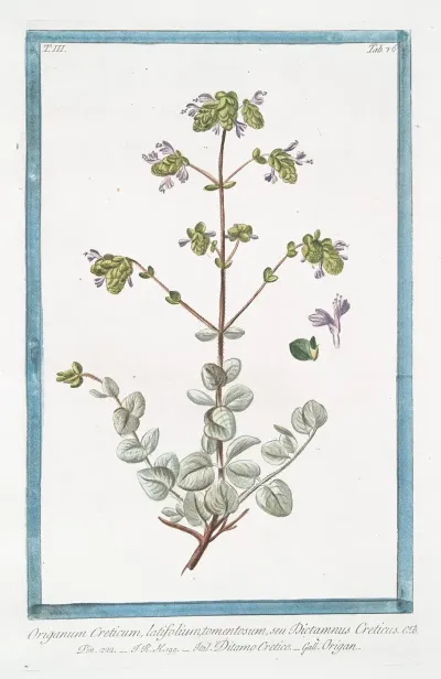 Origanum Creticum Latifolium Tomentosum Seu Dictamnus Creticus Ditamo Cretico Origan Spanish Hops