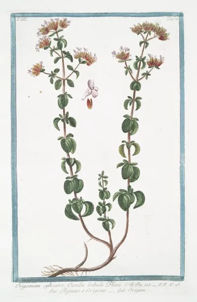 Origanum Sylvestre Cunila Bubula Plinii Regano E Origano Origan Wild Marjoram