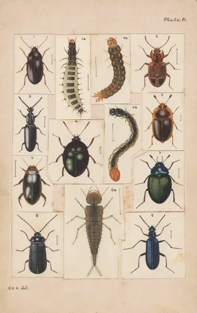 Original Hand Painted Plate For New Zealand Beetles Plate Ii