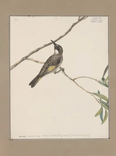 Original Water Colour Drawings Of Birds And Eggs Pl 07