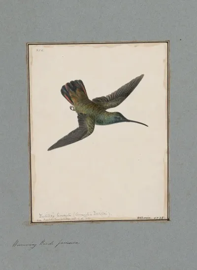 Original Water Colour Drawings Of Birds And Eggs Pl 14