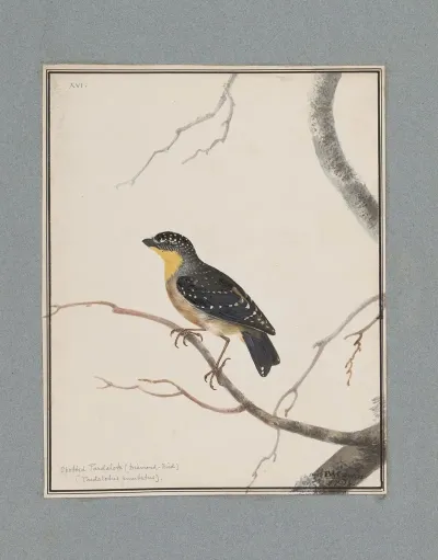 Original Water Colour Drawings Of Birds And Eggs Pl 16