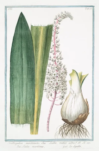 Ornithogalum Maritimum Seu Scilla Radice Alba Scilla Maritima La Sqiulle Star Of Bethlehem From The Sea