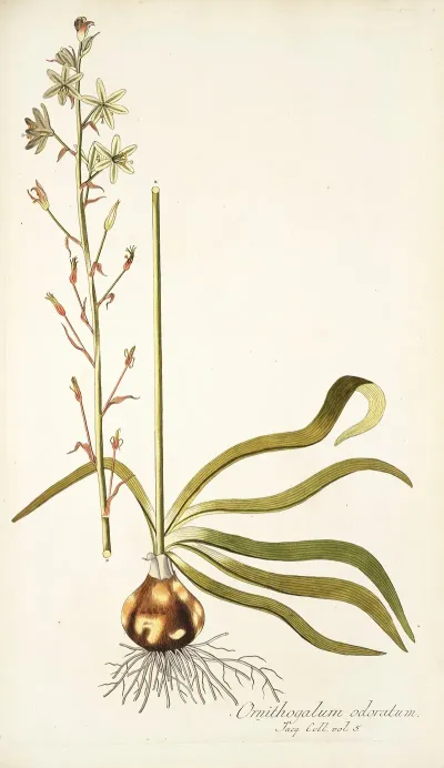 Ornithogalum Odoratum