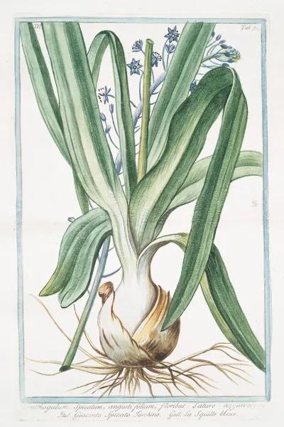 Ornithogalum Spicatum Angustifolium Floribus Sature Azzurreis Giacinto Spicato Torchino La Sqiulle Bleue Spiked Star Of Bethlehem