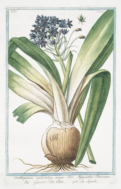 Ornithogalum Umbellatum Majus Sive Hyacinthus Peruvianus Giacinto Del Peru La Sqiulle Star Of Bethlehem