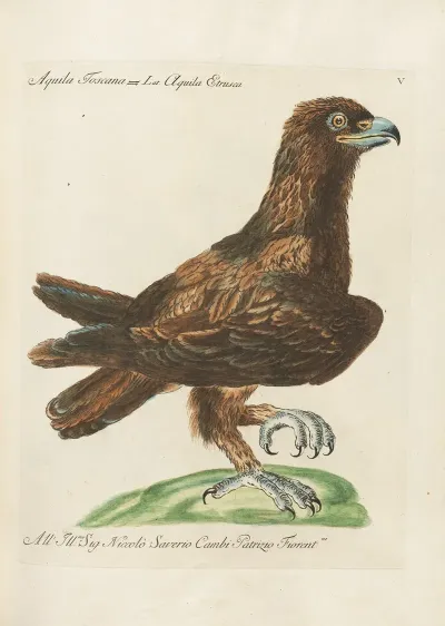 Ornithologia Methodice Digesta Pl 005