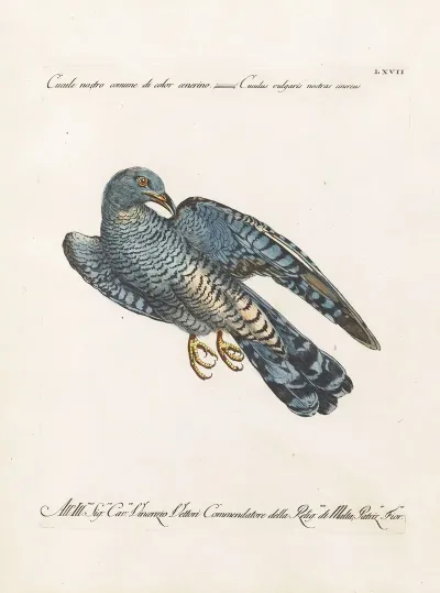 Ornithologia Methodice Digesta Pl 067