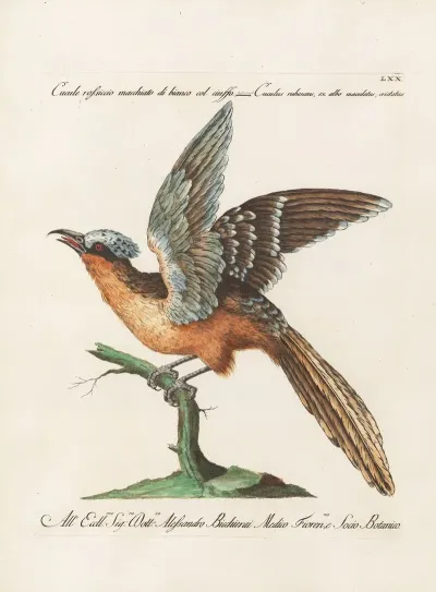 Ornithologia Methodice Digesta Pl 070