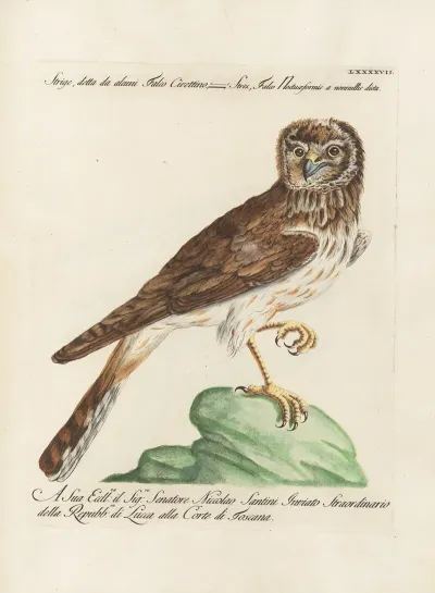 Ornithologia Methodice Digesta Pl 097