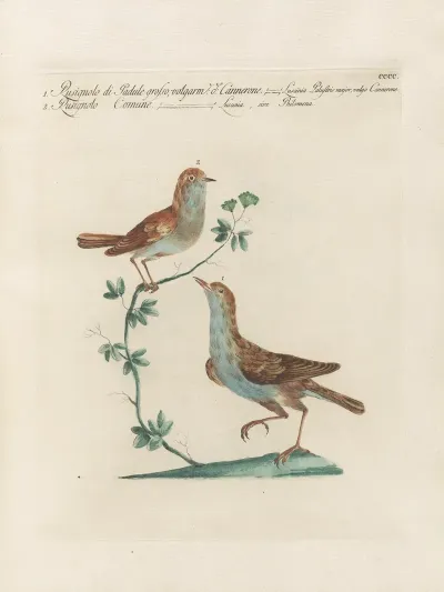 Ornithologia Methodice Digesta Pl 382