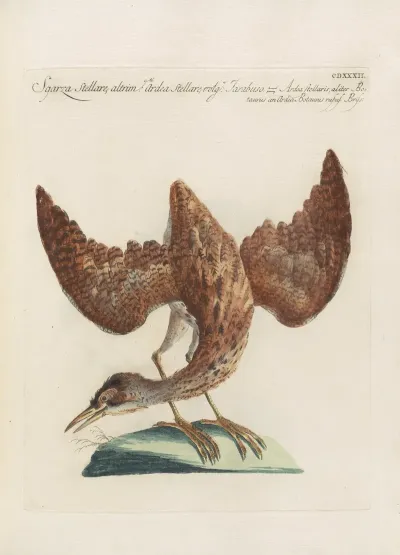 Ornithologia Methodice Digesta Pl 414
