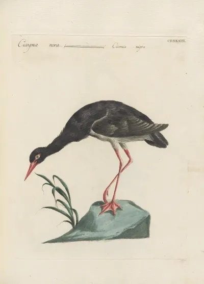 Ornithologia Methodice Digesta Pl 415