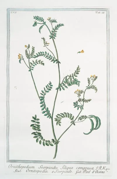 Ornithopodium Scorpioides Siliqua Compressa Ornitopodio E Scorpioide Pied Doiseau Yellow Crownvetch Annual Scorpion Vetch