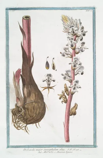 Orobanche Major Caryophylum Olens Malerba E Amazza Legumi Broomrape