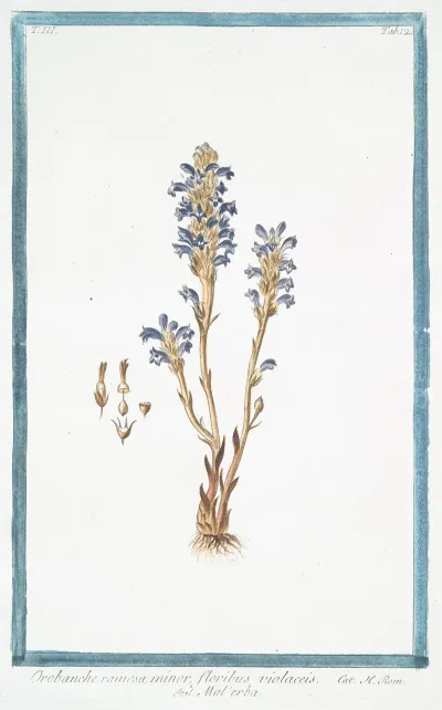 Orobanche Ramosa Minor Floribus Violaceis Malerba Branched Broomrape