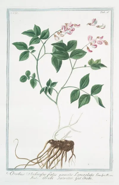 Orobus Auberosus Foliis Pinnatis Lanceolatis Orobi Salvatici Orobe
