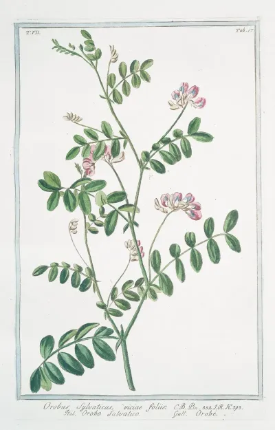 Orobus Sylvaticus Viciae Foliis Orobo Salvatico Orobe