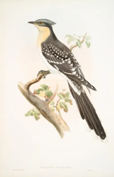 Oxylophus Glandarius Great Spotted Cuckoo