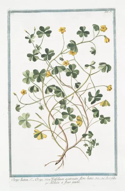 Oxys Lutea Oxys Sive Trifolium Acetosum Flore Luteo Acetofella Aleluia A Fleur Jaune