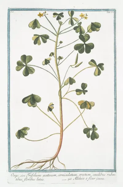 Oxys Sive Trifolium Acetosum Corniculatum Erectum Caulibus Rubentibus Floribus Luteis Alleluia A Fleur Jaune