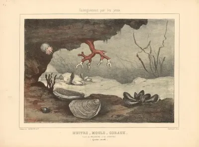 Oysters Mussels Corals