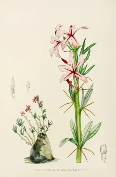 Pachypodium Succulentum