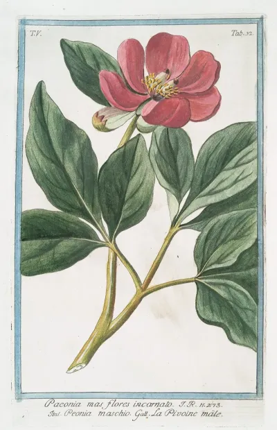 Paeonia Mas Flores Incarnato Peonia Maschio La Pivoine Male