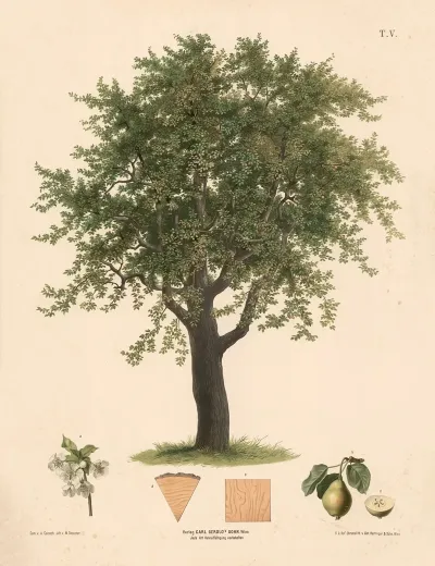 Paeretrae