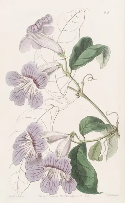Painted Bignonia
