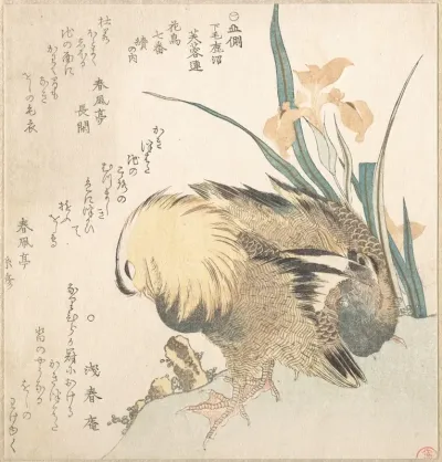 Pair Of Mandarin Ducks And Iris Flowers