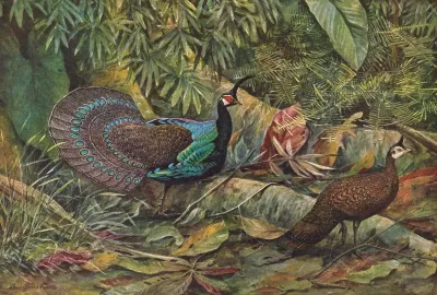 Palawan Peacock Pheasant
