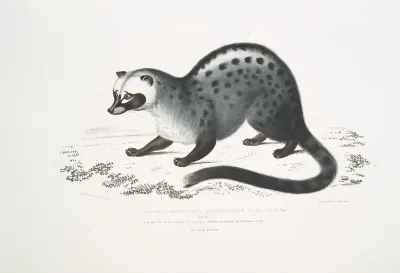 Pallass Paradoxurus Paradoxurus Pallasii India