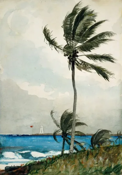 Palm Tree Nassau