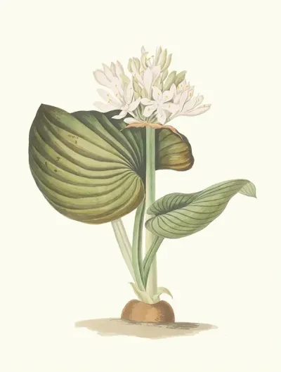 Pancratium Amboinense