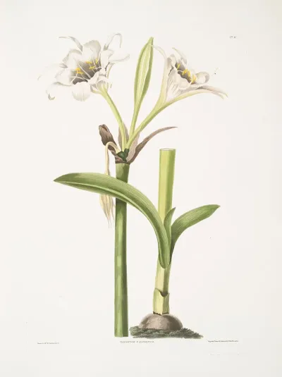 Pancratium Calathinum 2