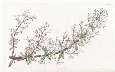 Panicled Stonecrop