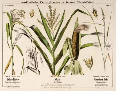 Panicum Miliaceum Zea Mais Oryza Sativa Pluimgierst Mais Rijst