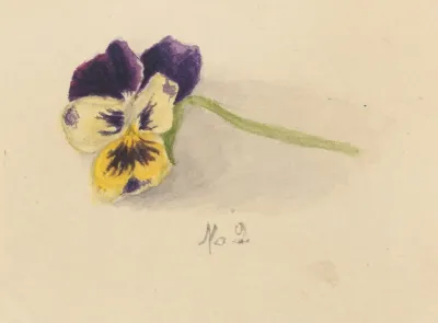 Pansy 3