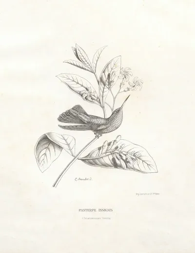 Panterpe Insignis