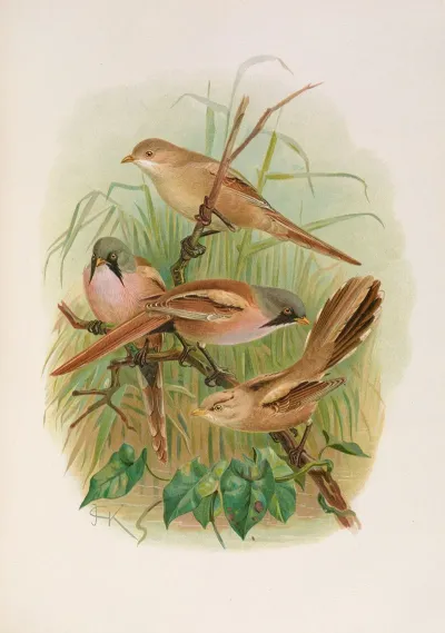 Panurus Biarmicus
