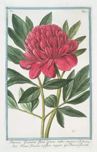 Paoenia Foemina Flore Pleno Rubro Mojore Peonia Femina Col Fiore Dopio Pivoine Femelle Peony