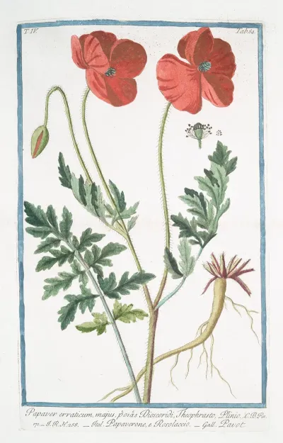 Papaver Erraticum Majus Poras Dioscordi Theophrasto Plinio Papaverone E Rosolaccio Pavot Opium Poppy