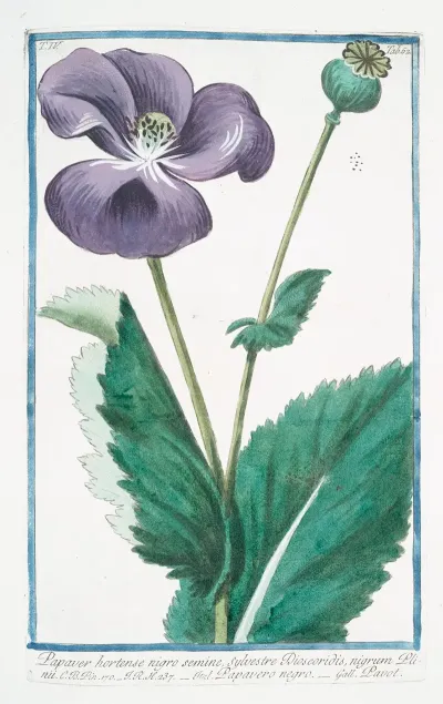 Papaver Hortense Nigro Semine Sylvestre Discoridis Nigrum Plnii Papavero Negro Poppy
