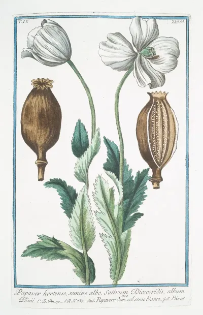Papaver Hortense Semine Albo Sativum Discoridis Album Plinii Papavero Domestico Col Seme Bianco Pavot Poppy