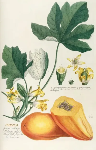 Papaya 2