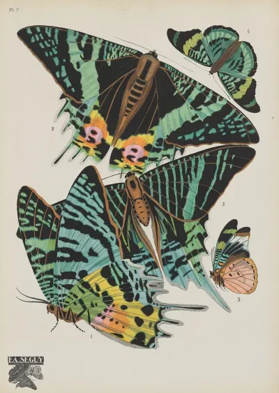 Papillons Pl 07
