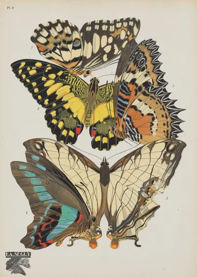 Papillons Pl 09